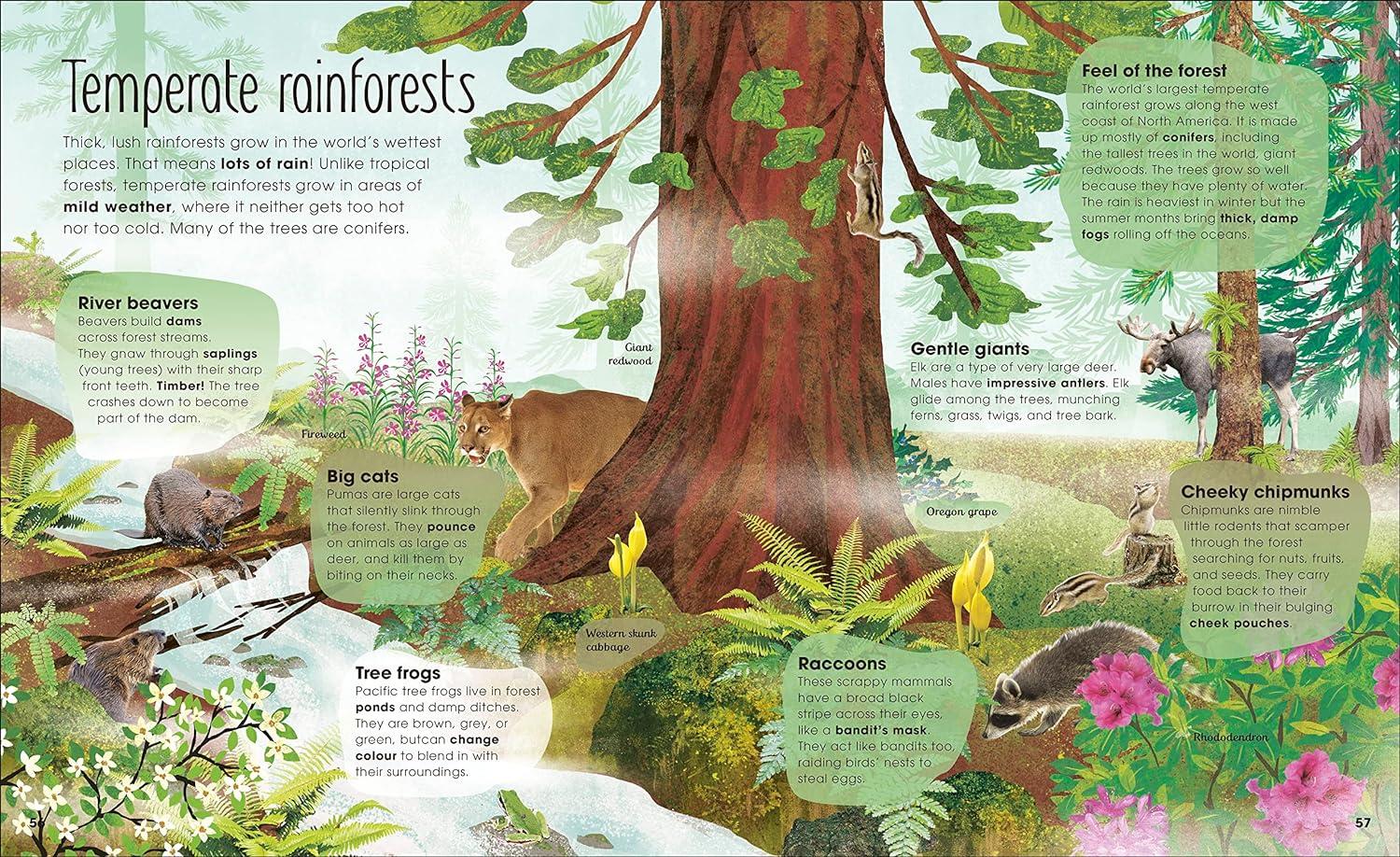Foster Tree Appreciation in Kids with The Magic and Mystery of Trees